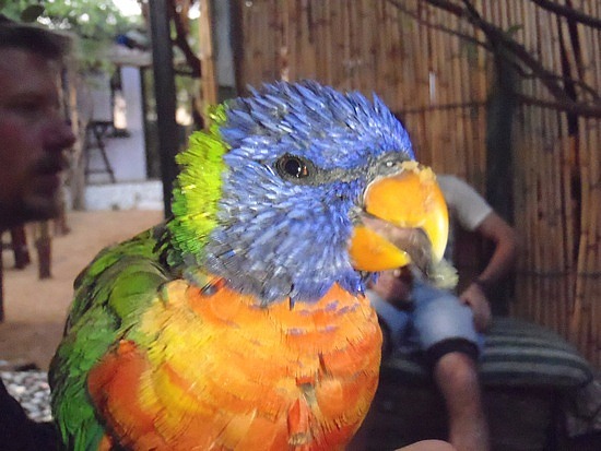 Polly wanna beer?