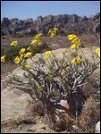 Pachypodium Plant