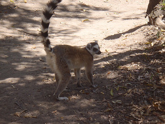Lemurs at lunch