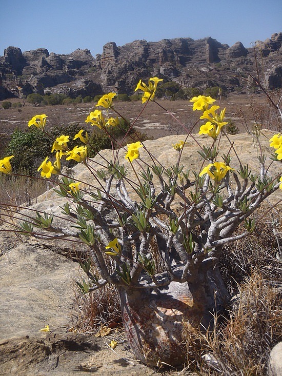 Pachypodium Plant