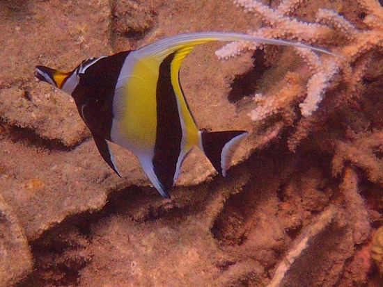 Angel Fish