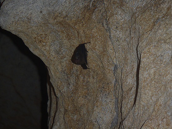 Bats aren't bugs!
