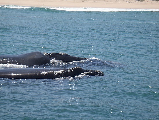 Big Mamma and little chap