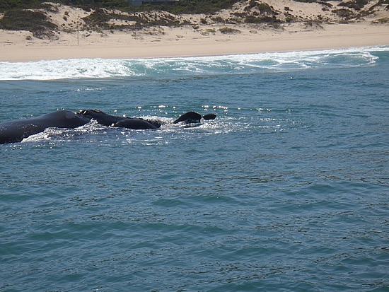 More big whales.. 