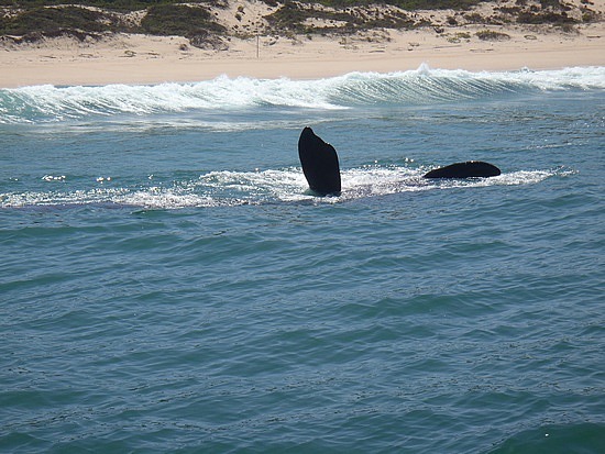 sighting of the Right Whale