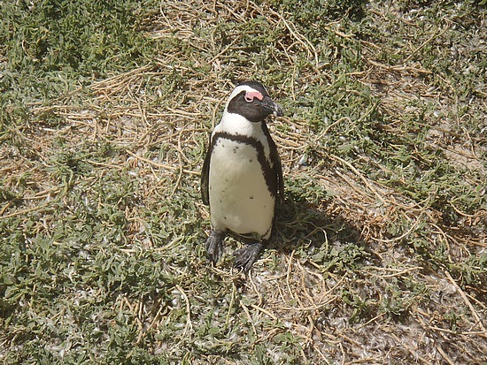 Jackass Penguin
