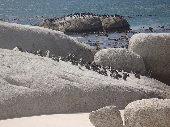 Sunning on the Rocks!