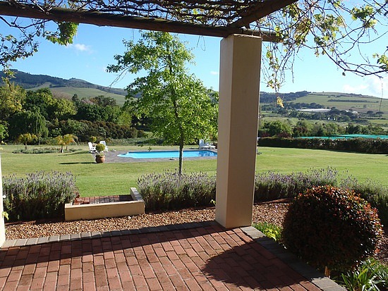 Vineyard in the morning 