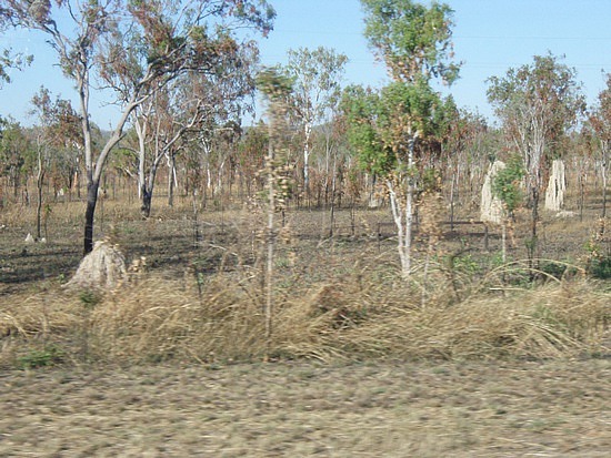 Termite mounds
