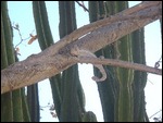 Chamelon hangin out!