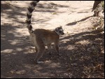Lemurs at lunch