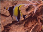 Angel Fish