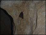 Bats aren't bugs!