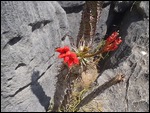 Cactus blooming in the rocks