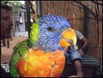 Polly wanna beer?