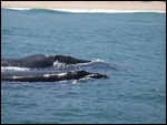 Big Mamma and little chap