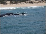 More big whales.. 