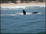 sighting of the Right Whale