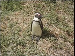 Jackass Penguin