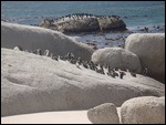 Sunning on the Rocks!