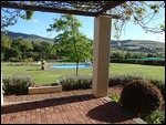 Vineyard in the morning 