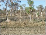 Termite mounds